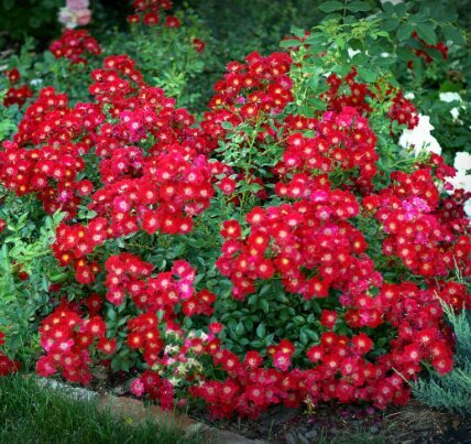 Miniatūrroze 'Bienenweide Rot'